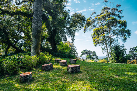 Wide-angle view of a peaceful forest clearing with wooden stump stools arranged on green grass under tall trees, creating a natural outdoor seating area with scenic landscape in the backgroundの写真素材