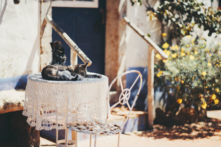 Cozy sunlit scene with a tabby cat in selective focus sleeping on a lace-covered round table beside a vintage white metal chair, rustic blue door and yellow flowers; copy space area on the rightの写真素材