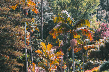 Vibrant tropical landscape filled with colorful palm trees and lush greenery in warm sunlight, showcasing a vivid mix of orange, yellow, and green foliage in an exotic natural settingの写真素材