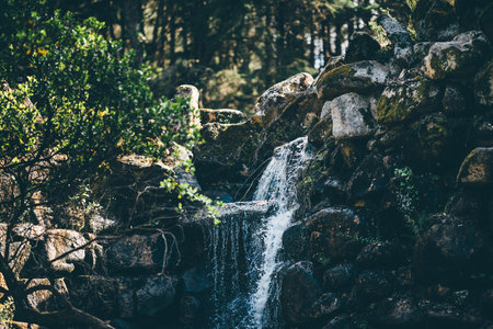Small natural waterfall cascading over mossy rocks in a forest setting in Sintra, Portugal, surrounded by dense greenery and soft sunlight filtering through the treesの写真素材