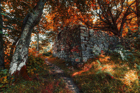 Ancient mossy stone wall nestled in a glowing autumn forest, surrounded by ferns, vivid red-orange foliage, and a winding path, evoking mystery, history, and natural beautyの写真素材