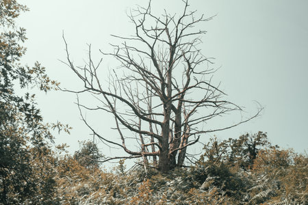 Dramatic image of a large, leafless tree with twisted bare branches towering above dense green foliage, silhouetted against a pale sky, symbolizing resilience, solitude, and the cycle of natureの写真素材