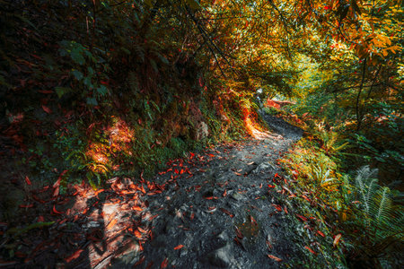 Scenic forest trail on the Camino de Santiago in Asturias, Spain, covered with fallen red leaves and surrounded by lush greenery, ferns, and golden autumn light filtering through the treesの写真素材