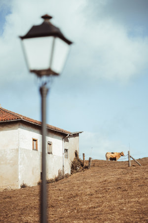 Rural house with weathered facade and tiled roof on a dry hillside in Asturias, Spain, with a single brown cow grazing near a fence and an out-of-focus vintage streetlamp in foregroundの写真素材