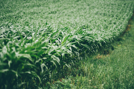 Close-up view of vibrant green corn plants growing in neatly aligned rows on a lush agricultural...
