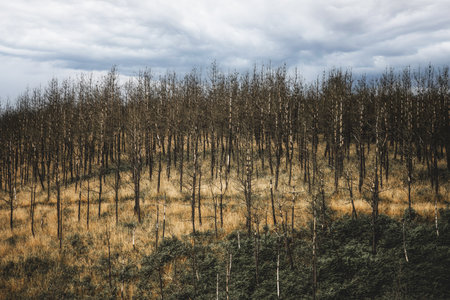 Charred rows of plantation saplings stand stark on a golden hillside, blackened trunks testifying to recent wildfire under dramatic storm clouds, symbolising climate crisis and renewalの写真素材