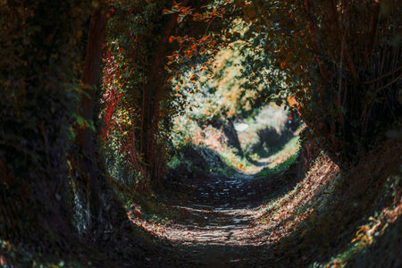 Enchanted forest path with natural tunnel effect created by intertwined trees and vines, dappled with warm sunlight and shadows, evoking mystery, magic, and the beauty of untouched woodlandの写真素材