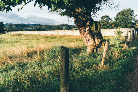Sunlit rural field in northern Spain with tall grass, a gnarled old tree, rustic wooden fence posts,...