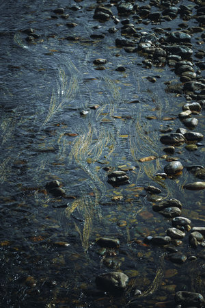 Clear shallow stream with gentle water flow over smooth river stones, highlighted by underwater plants forming delicate golden streaks, creating a tranquil nature texture ideal for backgroundsの写真素材