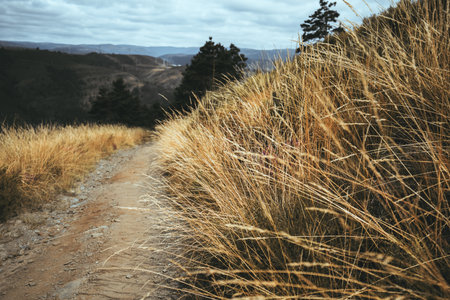 Close-up view of a rugged dirt trail winding through dry golden grass on a mountain slope, with pine...