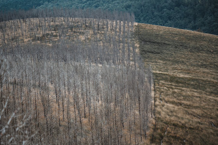 Telephoto view of a scorched forest plantation with rows of leafless, burned trees forming a stark contrast against the adjacent untouched grassland, illustrating the aftermath of wildfire in rural terrainの写真素材