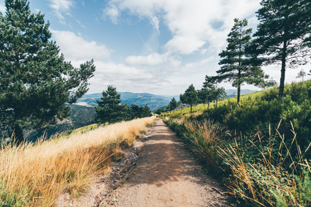 Scenic dirt trail winding through a sunlit mountain landscape, surrounded by tall dry grasses and pine trees, with panoramic views of distant hills under a partly cloudy blue skyの写真素材