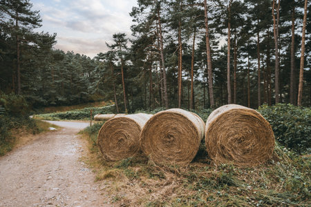 Large round hay bales stacked beside a forest path in a rural countryside setting, surrounded by tall pine trees and lush greenery under a soft, cloudy sky at sunsetの写真素材