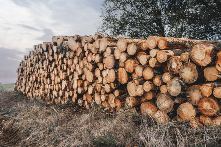 Large stack of freshly cut tree logs piled outdoors on dry grass with visible wood texture, annual rings and bark details under natural daylight in rural forest areaの写真素材