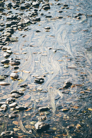 Clear shallow stream flowing over smooth river stones and strands of aquatic grass, creating gentle...