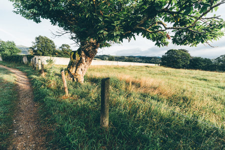 Scenic rural countryside with a dirt path, old wooden fence posts, and a large leafy tree casting shadows on lush green grass under warm afternoon sunlightの写真素材