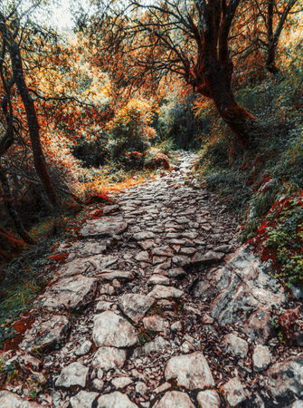 Ancient cobblestone path winding through dense forest with autumn foliage, sunlight filtering through branches, and moss-covered rocks creating a rustic natural atmosphereの写真素材