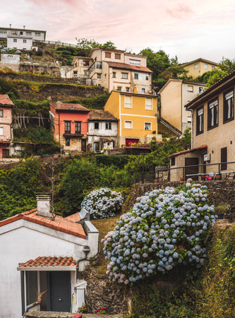 Colorful hillside houses in Cudillero, Spain with blooming hydrangea bushes, stone terraces, and lush greenery under a warm evening sky in a charming coastal villageの写真素材