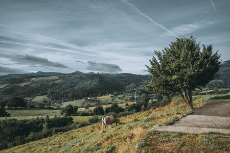 Peaceful rural scene in Asturias with a grazing cow on a hillside meadow, surrounded by rolling green mountains, scattered trees, and dramatic cloudy sky above the valleyの写真素材