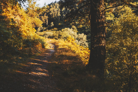 Scenic forest trail bathed in warm golden sunlight of autumn, with tall trees and colorful foliage creating a peaceful natural path through the hillside woodlandの写真素材