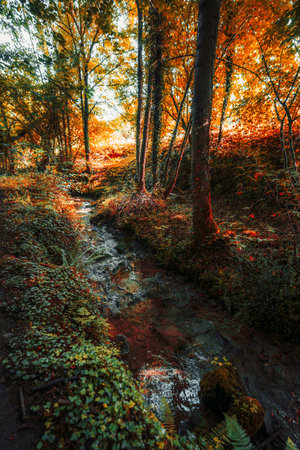 Vertical wide-angle low-key shot of an autumn forest with golden foliage, tall trees casting dramatic shadows, and a narrow stream flowing between mossy stones and lush vegetationの写真素材