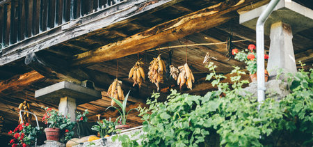 Traditional rural horreo view with dried corn cobs hanging under the wooden beams, vibrant red flowers in clay pots, and lush green plants creating a rustic countryside charmの写真素材
