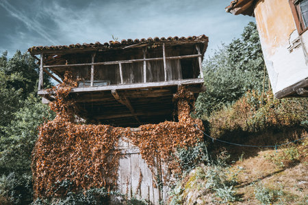 Old traditional wooden horreo granary covered with dry climbing ivy leaves, rustic weathered facade, clay tile roof and countryside vegetation under dramatic blue skyの写真素材