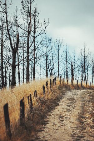 Dirt road leading uphill past charred burnt tree trunks and a rustic fence line, surrounded by dry yellow grass under a cloudy sky. Post-wildfire landscape symbolizing resilience and recoveryの写真素材