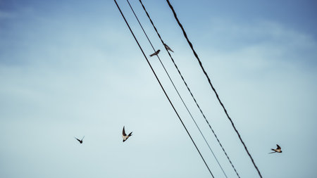 Swallows captured with telephoto lens against clear sky, some perched on power lines and others in flight, creating a dynamic composition with selective focus effectの写真素材