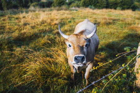 Brown cow with curved horns standing on autumn pasture, surrounded by dry golden grass and warm sunlight, symbolizing rural life and traditional farmingの写真素材