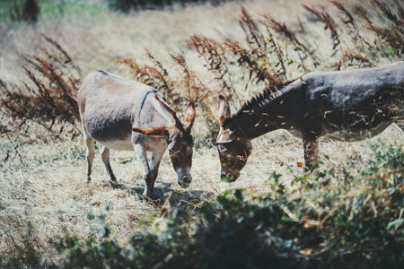 Two donkeys grazing together on dry grass in sunny countryside meadow, rustic rural landscape with warm natural light and wild vegetation around, peaceful farm animal sceneの写真素材