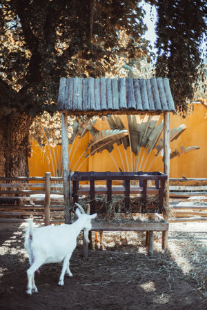 White goat eating hay from rustic wooden feeder under shaded trees in a small farmyard, surrounded by wooden fences and warm sunlight creating a peaceful rural atmosphere; vertical shotの写真素材