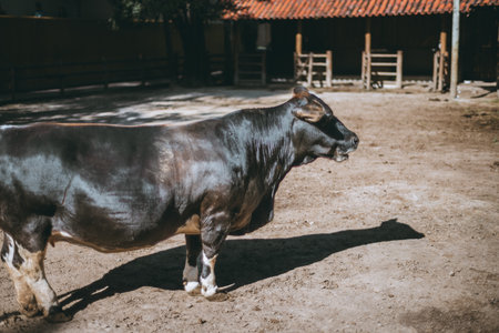 Strong black bull standing on dry ground in sunny farmyard, powerful animal with shiny coat and muscular build casting long shadow, rural livestock agriculture conceptの写真素材