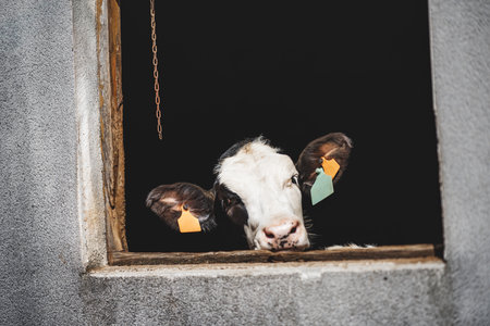 Curious cow with colorful ear tags looking out from barn window framed by rough concrete wall and dark background, symbolizing agriculture, livestock farming, and rural countryside lifeの写真素材