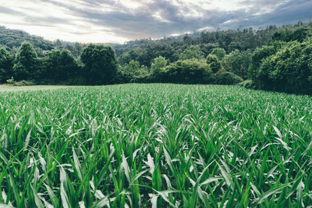 Lush green cornfield under cloudy sky surrounded by dense forest trees and distant hills. Vibrant...