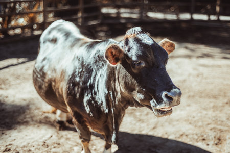 Close-up of a black and white cow standing in a sunny paddock, captured in warm daylight tones highlighting texture of fur and expression, symbolizing farming and rural lifeの写真素材