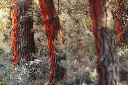 Close-up view of pine trunks covered with bright orange moss in a dense forest, captured with...