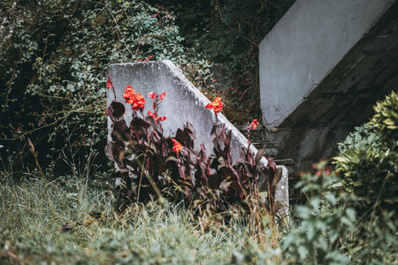 Bright red flowers growing beside an old concrete staircase overgrown with grass and bushes. Telephoto shot highlighting contrast between vivid blooms and weathered grey stone surfaceの写真素材