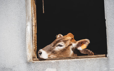 Close-up of a brown cow resting its head on a rustic stable windowsill, warm sunlight highlighting soft fur, ear tag, textured wall and deep shadowed interior for a calm rural atmosphereの写真素材