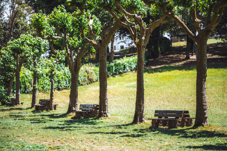 Peaceful park scene with trimmed trees casting patterned shadows over grassy ground, wooden benches arranged in a shaded line, and bright summer light highlighting a calm natural settingの写真素材