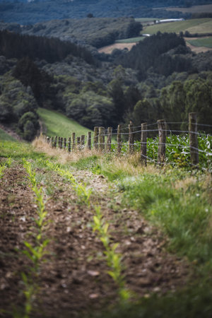 Telephoto rural landscape with shallow depth of field, young crop plants and wooden fence in foreground, rolling green hills and forest softly blurred, agriculture countryside, natural farming conceptの写真素材