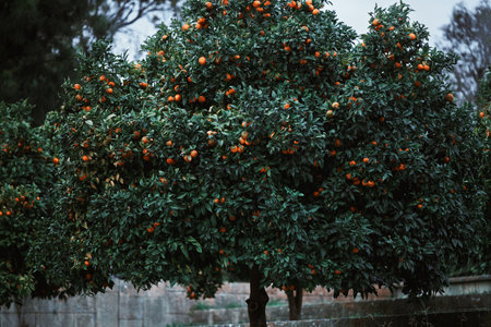 Low-key view of lush orange tree heavy with ripe citrus fruit in an orchard, dark green foliage and branches packed with mandarin oranges, natural agriculture harvest scene outdoorsの写真素材