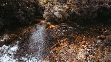 Autumn forest river with clear flowing water, swirling ribbons of aquatic vegetation and pebbled...