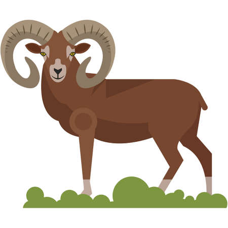 Bighorn ram wild animal isolated on white backgroundのイラスト素材