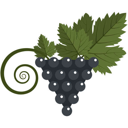 Blue grapes berries bunch with leaves flat vector iconのイラスト素材
