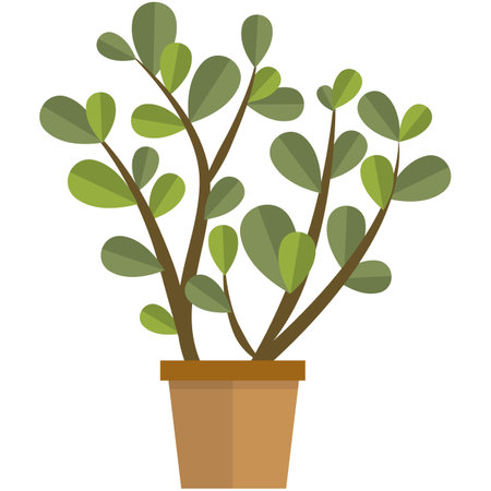 Jade plant flower in pot flat vector isolated on whiteのイラスト素材