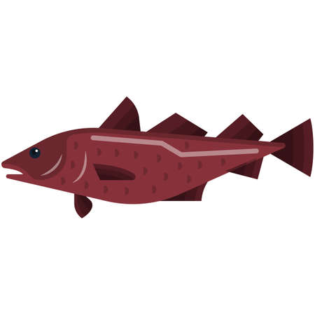 Cod fish vector illustration isolated on white