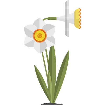 Narcissus flower vector daffodil isolated illustration on whiteのイラスト素材