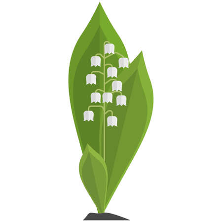 Lily of the valley vector flower illustration isolated on whiteのイラスト素材