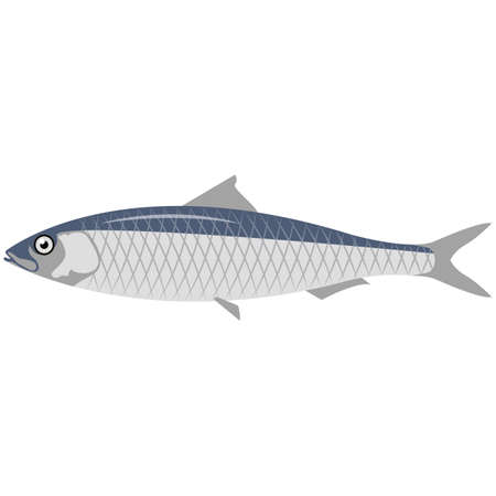 Vector fish european sardine sea underwater lifeのイラスト素材